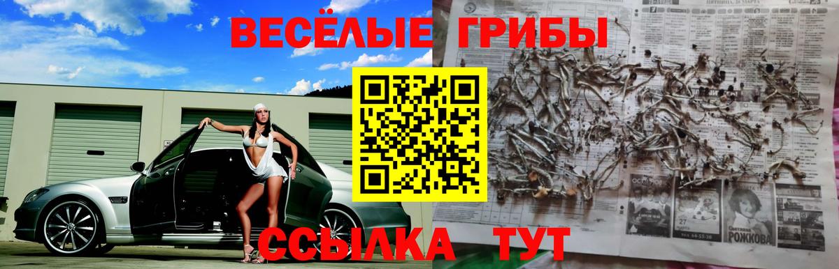 Псилоцибиновые грибы Cubensis  Псилоцибиновые грибы Cubensis  Шуя  Вход с VPN 